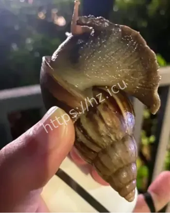 非洲大蜗牛脑炎